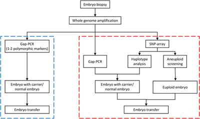 A comprehensive preimplantation genetic testing approach for SEA-type α-thalassemia by fluorescent gap-polymerase chain reaction combined with haplotype analysis